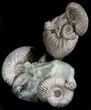 Stunning Fossil Ammonite Display With Pyrite #34582-1